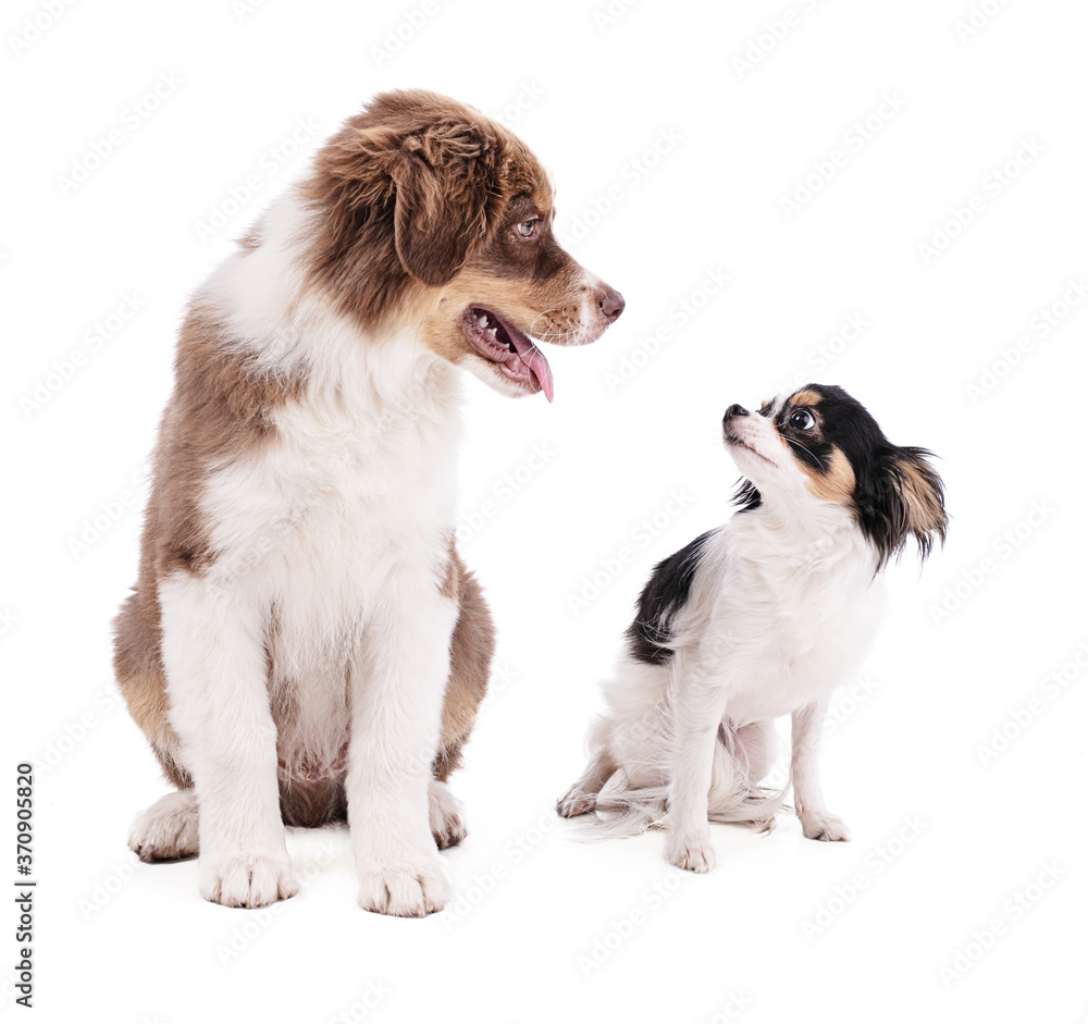 Fototapeta premium Australian Shepherd Puppy