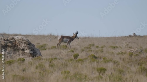 Pronghorn Antelope Walks Out From Behind A Rock Formation