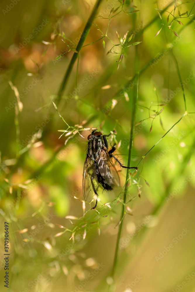 Fly on a blade of grass against a blurred light green background Fly on a blade of grass against a blurred light green background