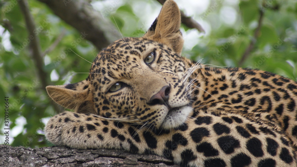 Fototapeta premium Calm Leopard