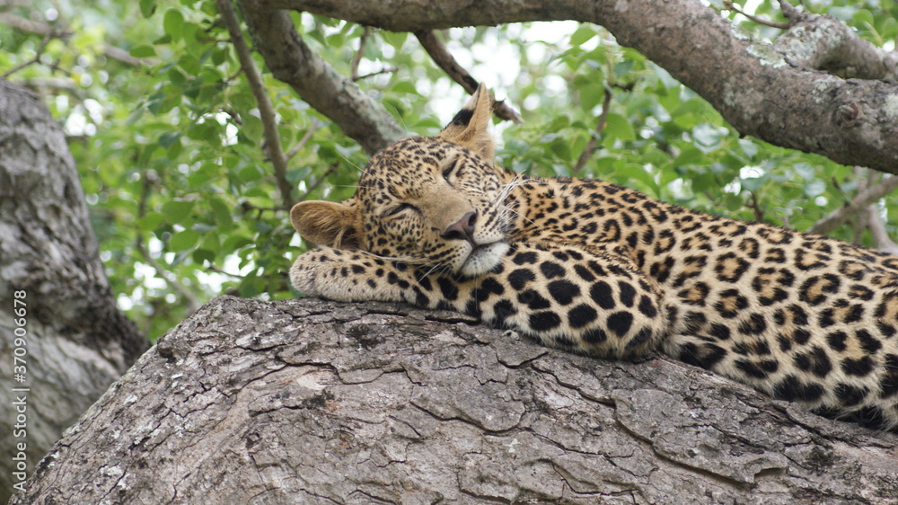Calm Leopard Calm Leopard