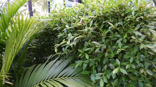 green leaves in the garden