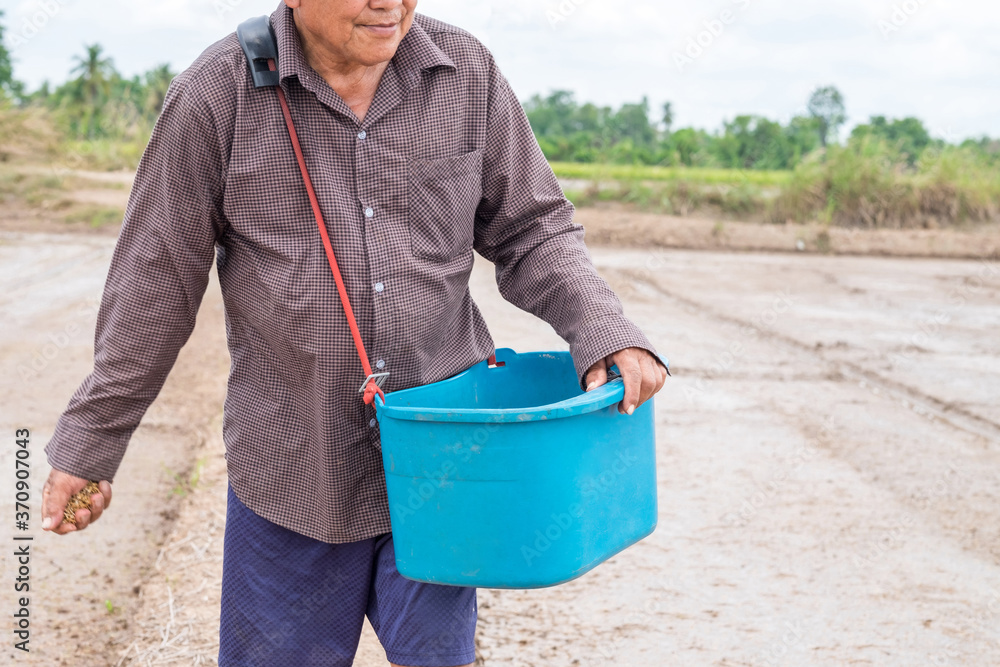 Old asian farmer man is throwing seedlings paddy at a rice field. Old asian farmer man is throwing seedlings paddy at a rice field.