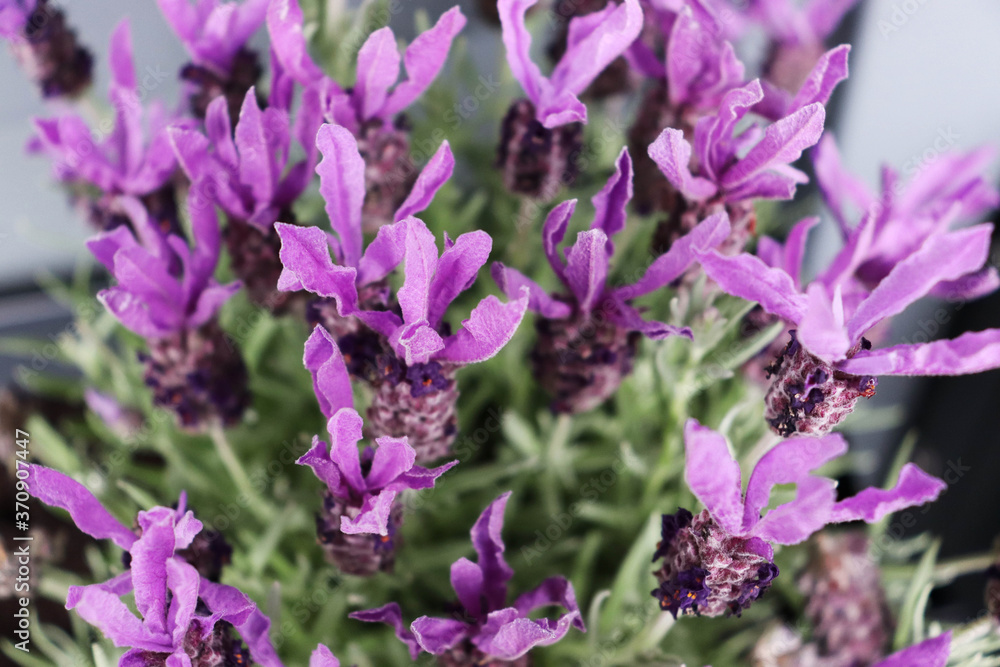 closeup of lavender flowers in full frame
