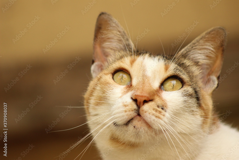 hope by cat hope by cat