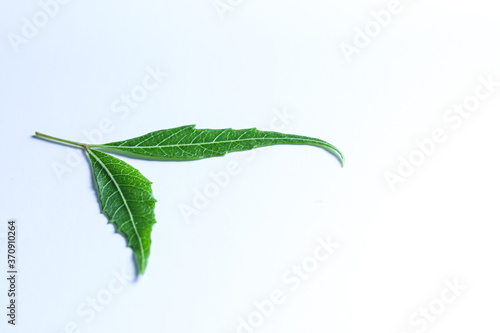 Anti Corona ayurvedic cure Neem leaf photo