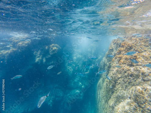 View of a school of fish from the Mediterranean Sea on the seabed of the Costa Brava