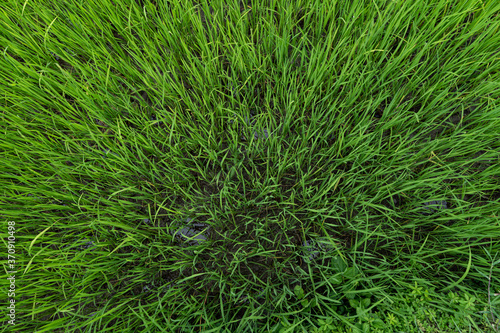 A top view of a irrigated field, texture and background. Green field background.