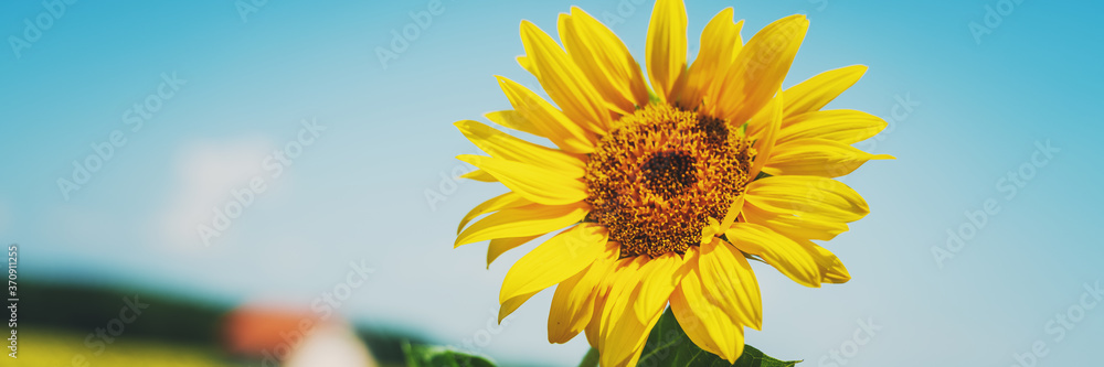 Sunflower flower close-up on summer green field and blue sky background. Summer and harvest. Panorama banner format Sunflower flower close-up on summer green field and blue sky background. Summer and harvest. Panorama banner format