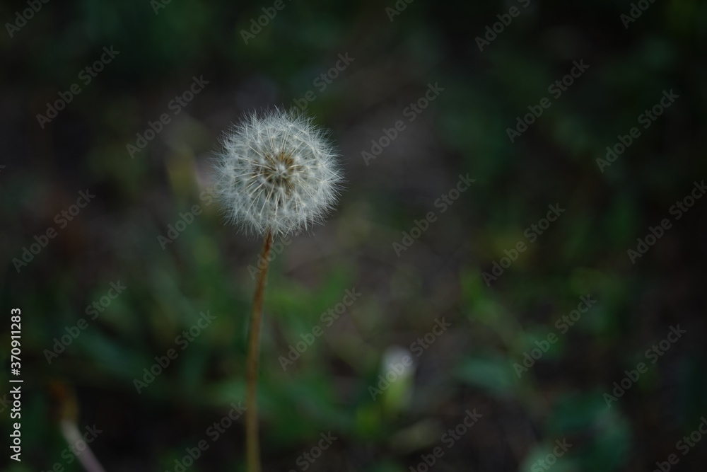 Fluffy dandelion flower grow in dark summer garden. Fluffy dandelion flower grow in dark summer garden.