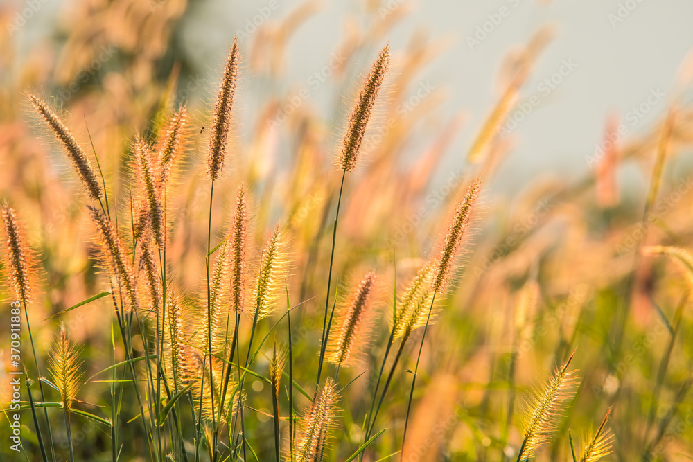 Fototapeta premium Grass flowers with sunlight.2