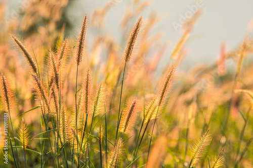 Grass flowers with sunlight.2