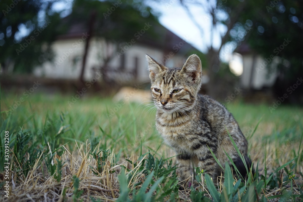 tabby kitten sitting in the summer garden on the grass.