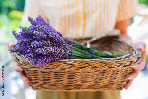 A girl holding a basket of freshly cut lavender in the garden.