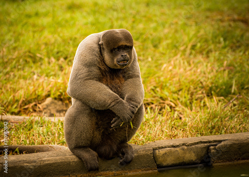 woolly monkey amazon brazil photo