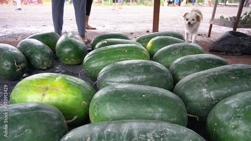 many watermelons on the floor of an outdoor market in a tropical jungle town