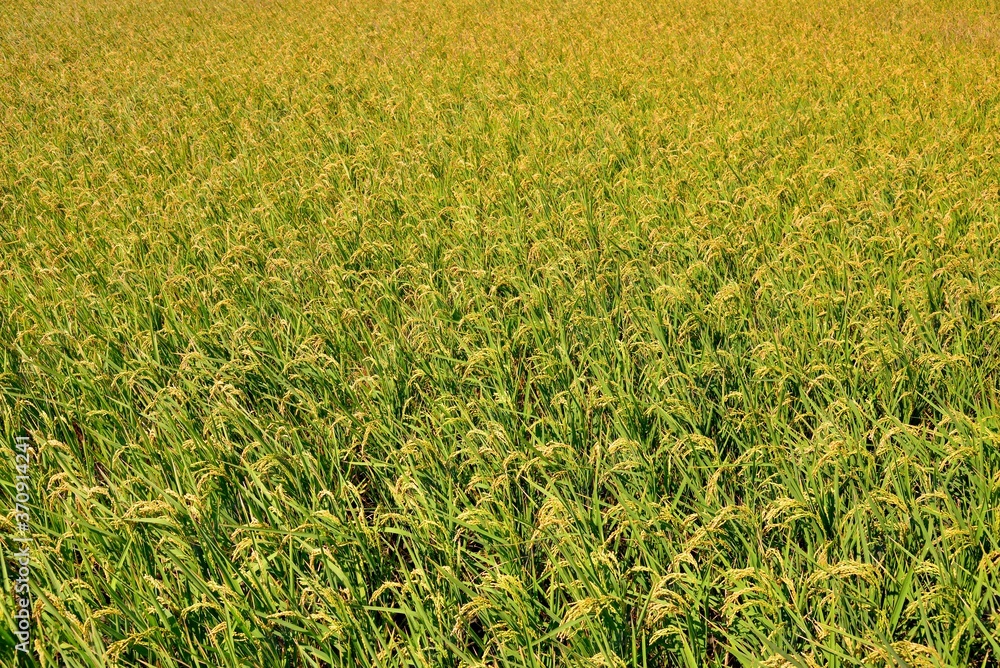 Lush green paddy in rice field,Taiwan.  