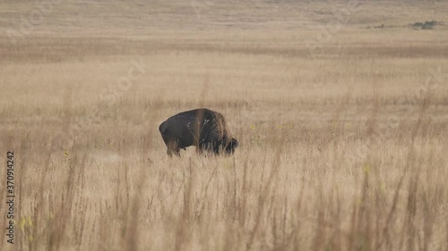 A Bison Bull Rolls In The Dirt