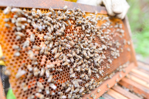 tourists observing task of collecting honey from beehives in the vicinity of Telica volcano