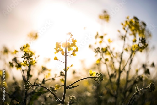 Rapsblüte im Sonnenschein