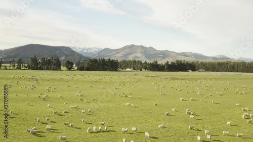 Drone fly over sheep New Zealand Field
