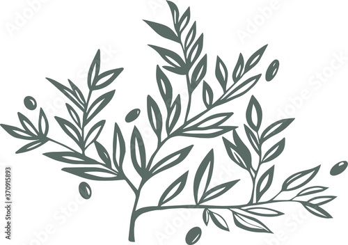 olive branch with olives vector hand drawn