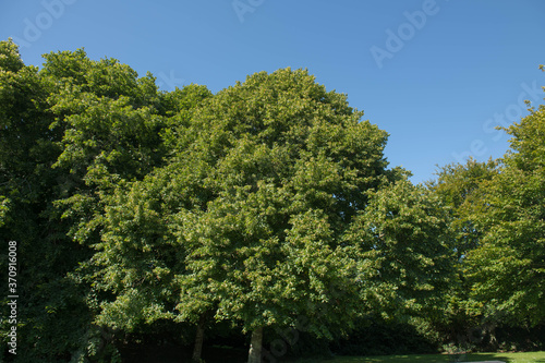Summer Foliage of the Deciduous Red Twigged or Large Leaved Lime Tree (Tilia platyphyllos 'Rubra') Growing in a Garden in Rural Devon, England, UK
