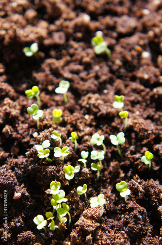 Green sprouts of rucola in soil vertcal