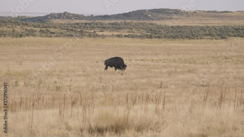 Four Bison Grazing in a Golden Grassland During Golden Hour