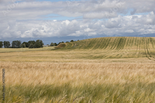 Skåne landscape with cornfields