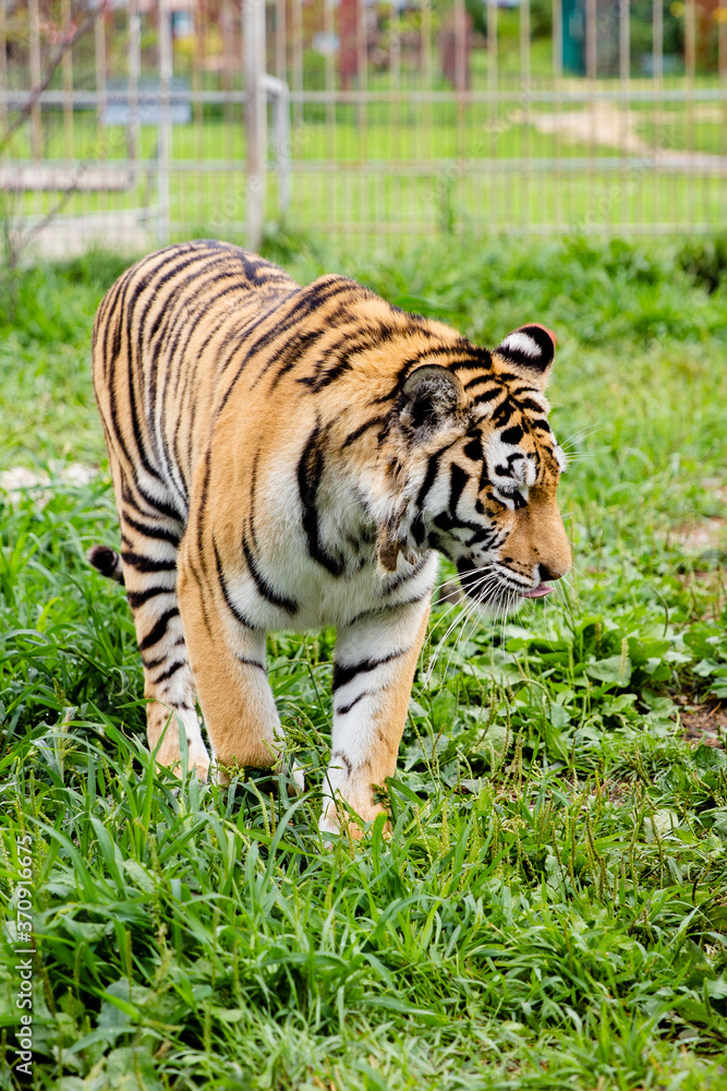 Fototapeta premium tiger in the zoo