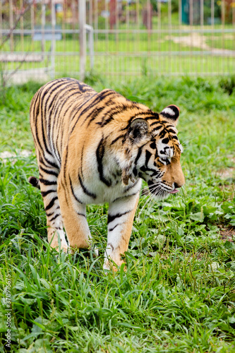 tiger in the zoo