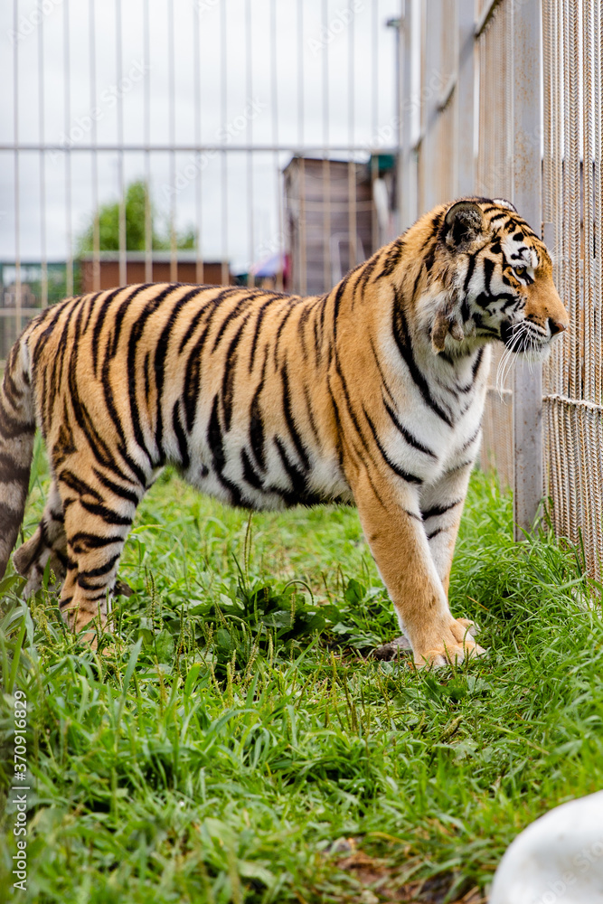 Obraz premium tiger in the zoo
