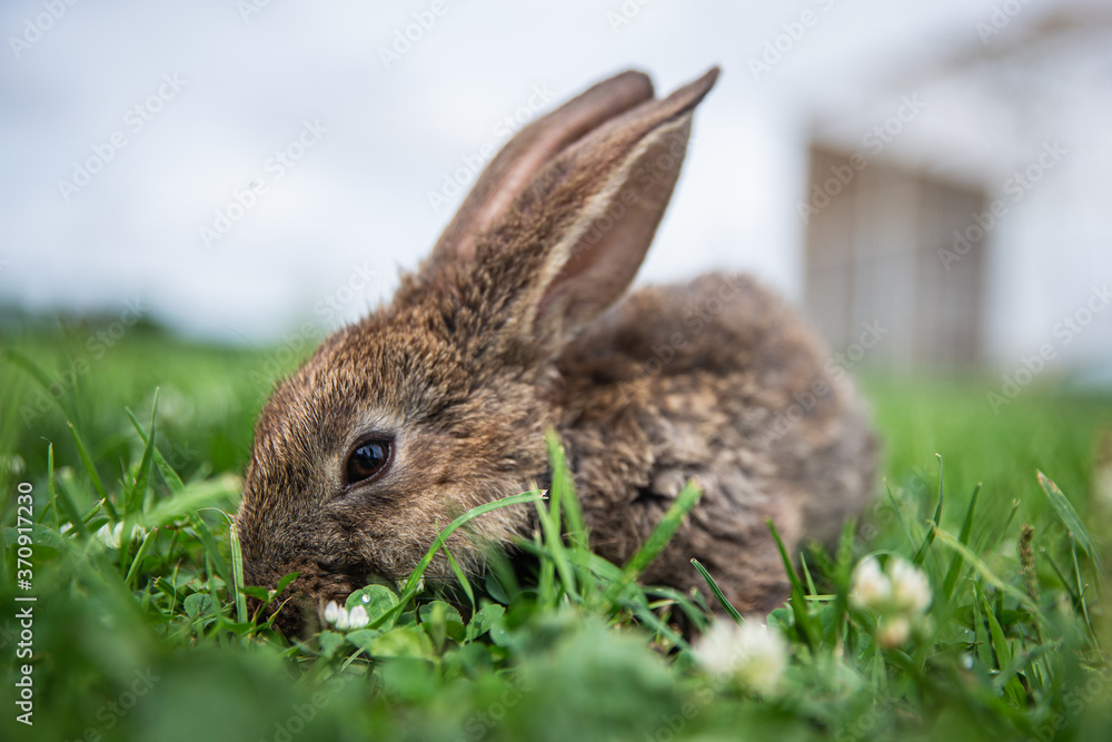 Fototapeta premium rabbit in the grass