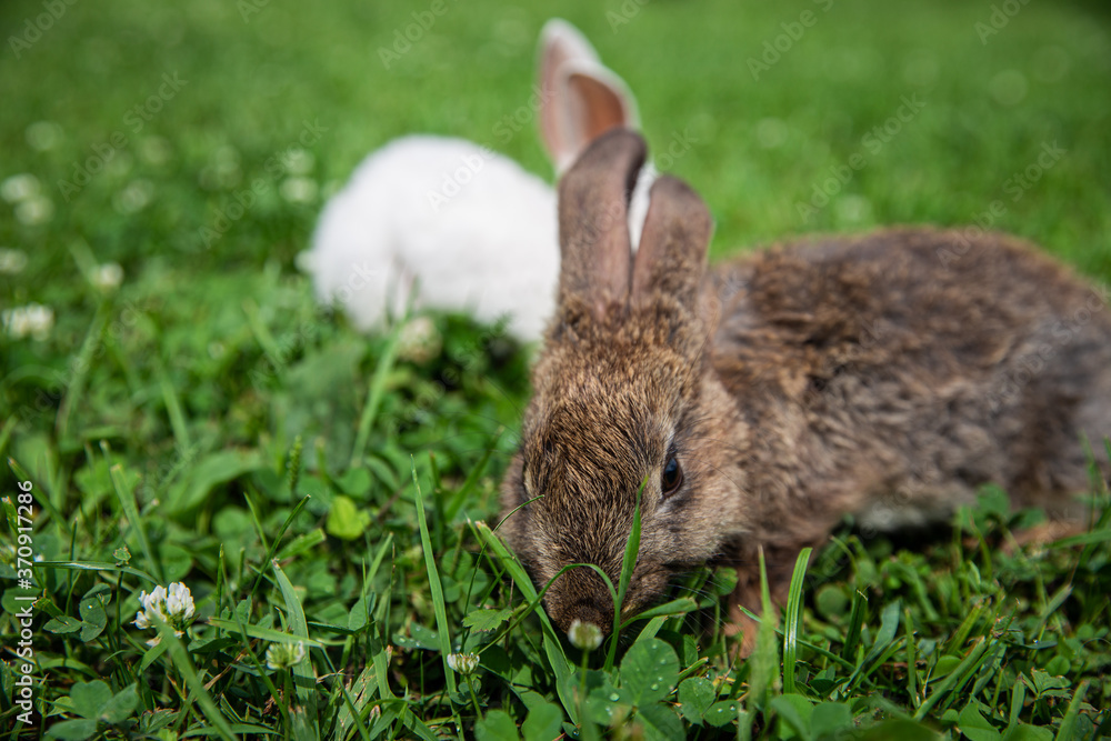 Fototapeta premium rabbit in the grass