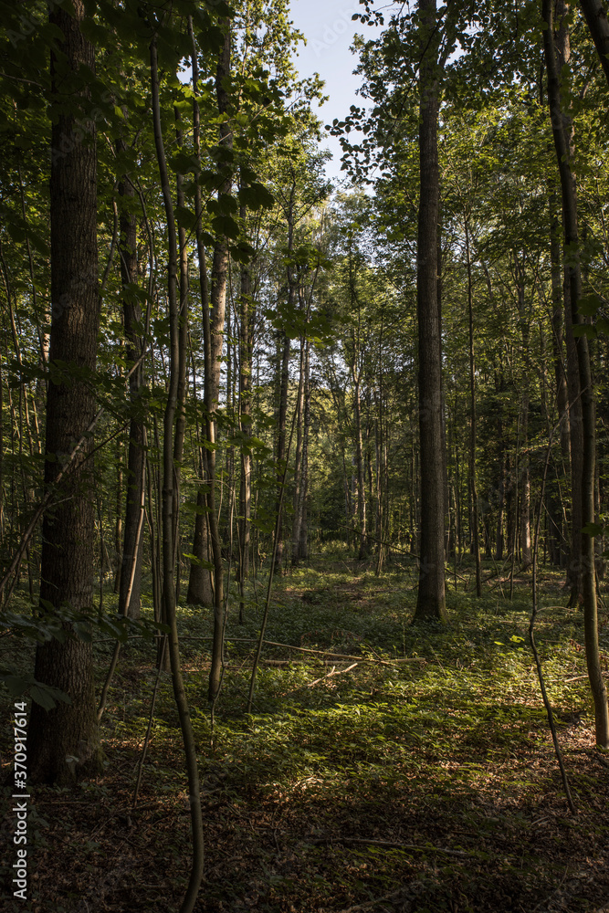 Obraz premium Skåne forest image