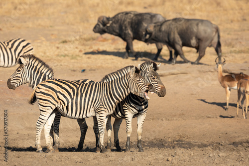 Laughing zebra standing together with two other zebra near water in Kruger Park South Africa
