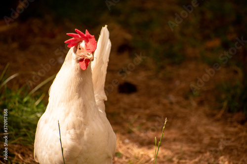 Photography free range leghorn hen chicken in Campbell River, Vancouver Island, British Colu