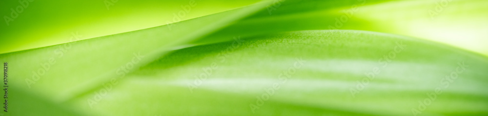 Nature of green leaf in garden at summer. Natural green leaves plants using as spring background cover page greenery environment ecology wallpaper Nature of green leaf in garden at summer. Natural green leaves plants using as spring background cover page greenery environment ecology wallpaper