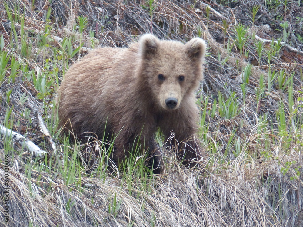 Obraz premium brown bear cub