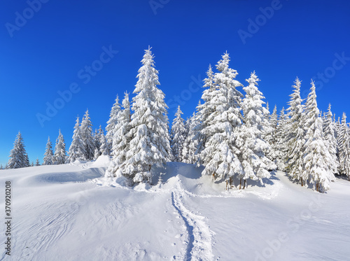 Pine trees in the snowdrifts. Blue sky. On the lawn covered with snow there is a trodden path leading to the forest. Beautiful landscape on the cold winter morning. © Vitalii_Mamchuk