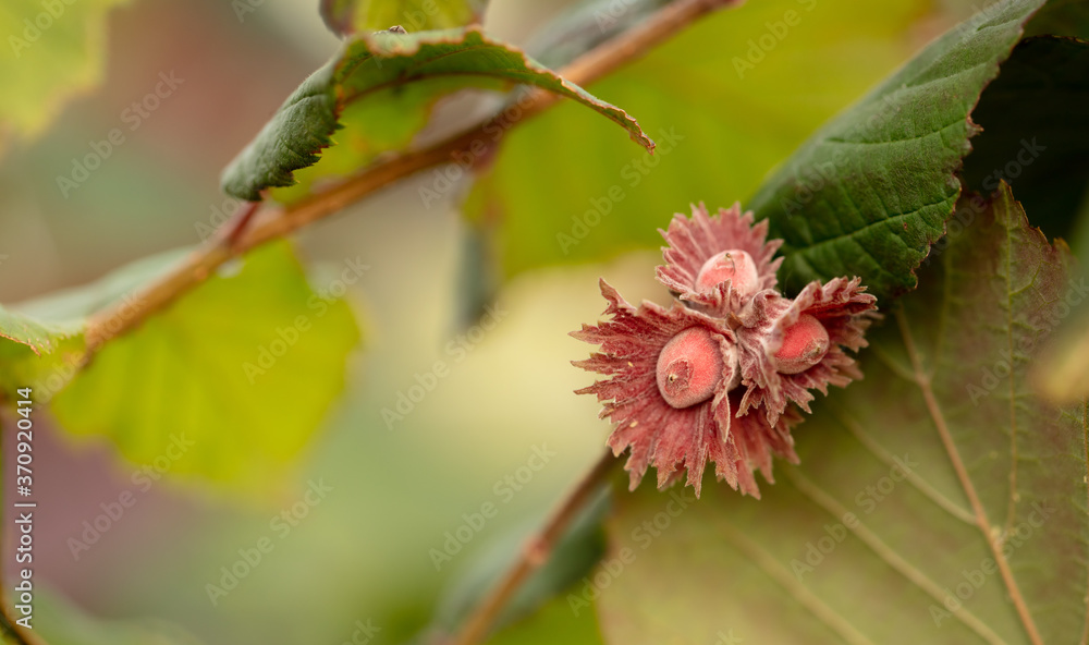 Red hazelnut nuts on tree branches in summer. Red hazelnut nuts on tree branches in summer.