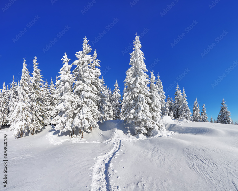 Pine trees in the snowdrifts. Blue sky. On the lawn covered with snow there is a trodden path leading to the forest. Beautiful landscape on the cold winter morning. Pine trees in the snowdrifts. Blue sky. On the lawn covered with snow there is a trodden path leading to the forest. Beautiful landscape on the cold winter morning.