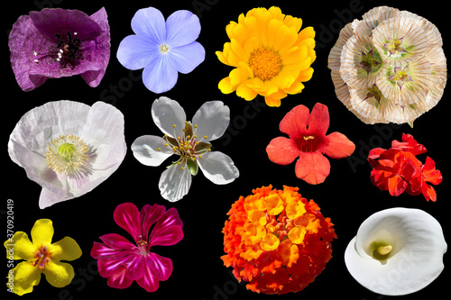 Flores de colores © alfonsosm