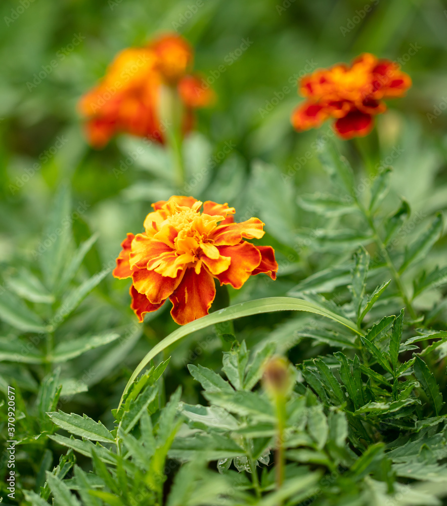 Beautiful orange flowers in the summer park. Beautiful orange flowers in the summer park.