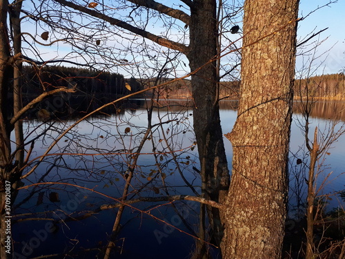 Photography Tree branches against the background of blue water - Oslo, lake Sognsvann