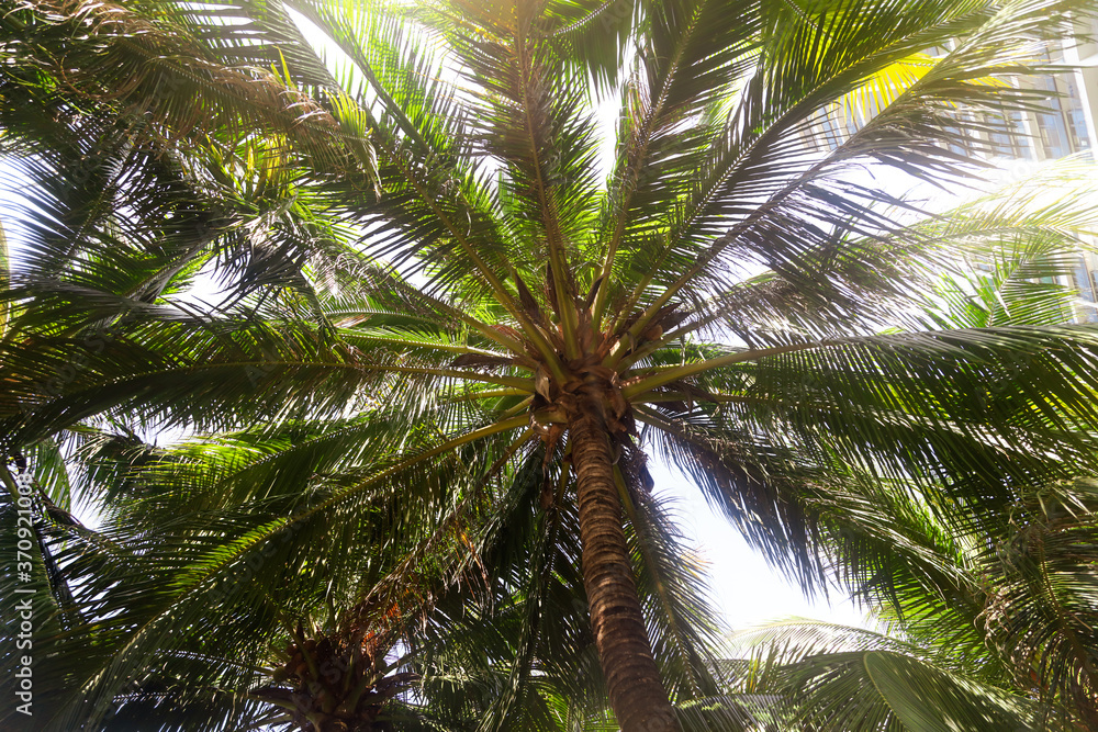 Fototapeta premium Large green branches on coconut trees against the sky
