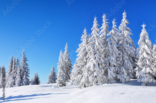 Beautiful landscape on the cold winter morning. Pine trees in the snowdrifts. Lawn and forests. Snowy background. Nature scenery. Location place the Carpathian, Ukraine, Europe.