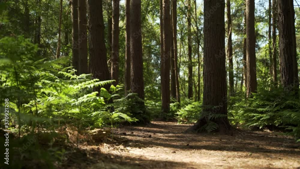 Slowly moving through wild bracken in a forest floor at sunrise in the English countryside with walking trails leading into the woodland Slowly moving through wild bracken in a forest floor at sunrise in the English countryside with walking trails leading into the woodland