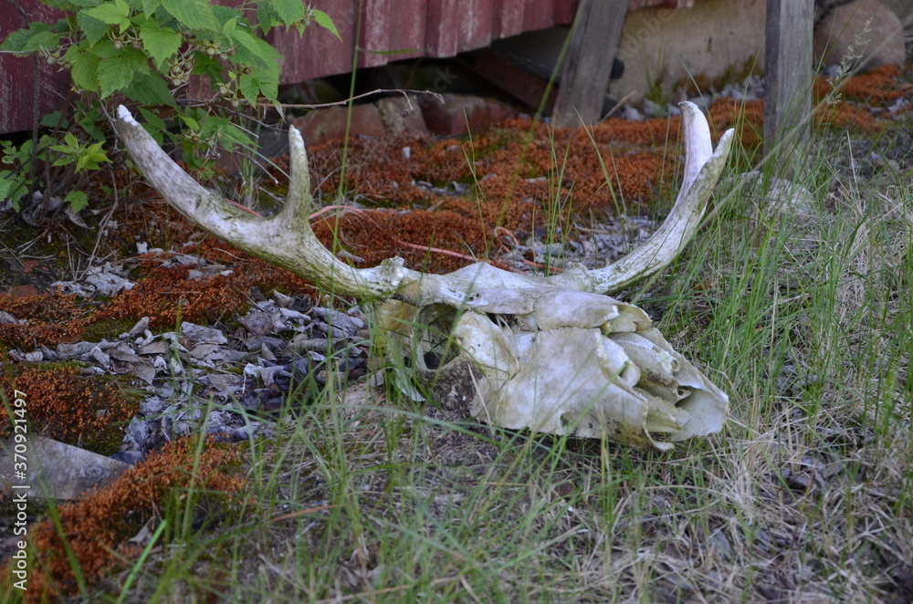 Fototapeta premium deer skull
